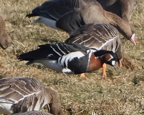Berneška rudokrká (Branta ruficollis)