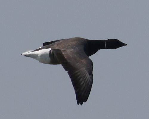 Berneška tmavá (Branta bernicla)
