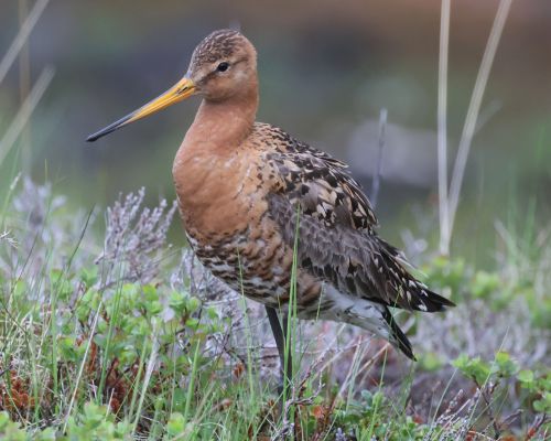 Behouš ernoocasý (Limosa limosa)