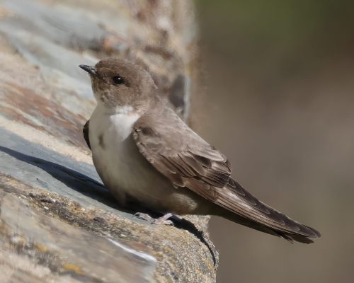 Behule skalní (Ptyonoprogne rupestris)
