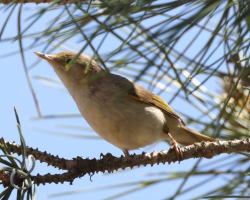 Budníek západní (Phylloscopus bonelli)