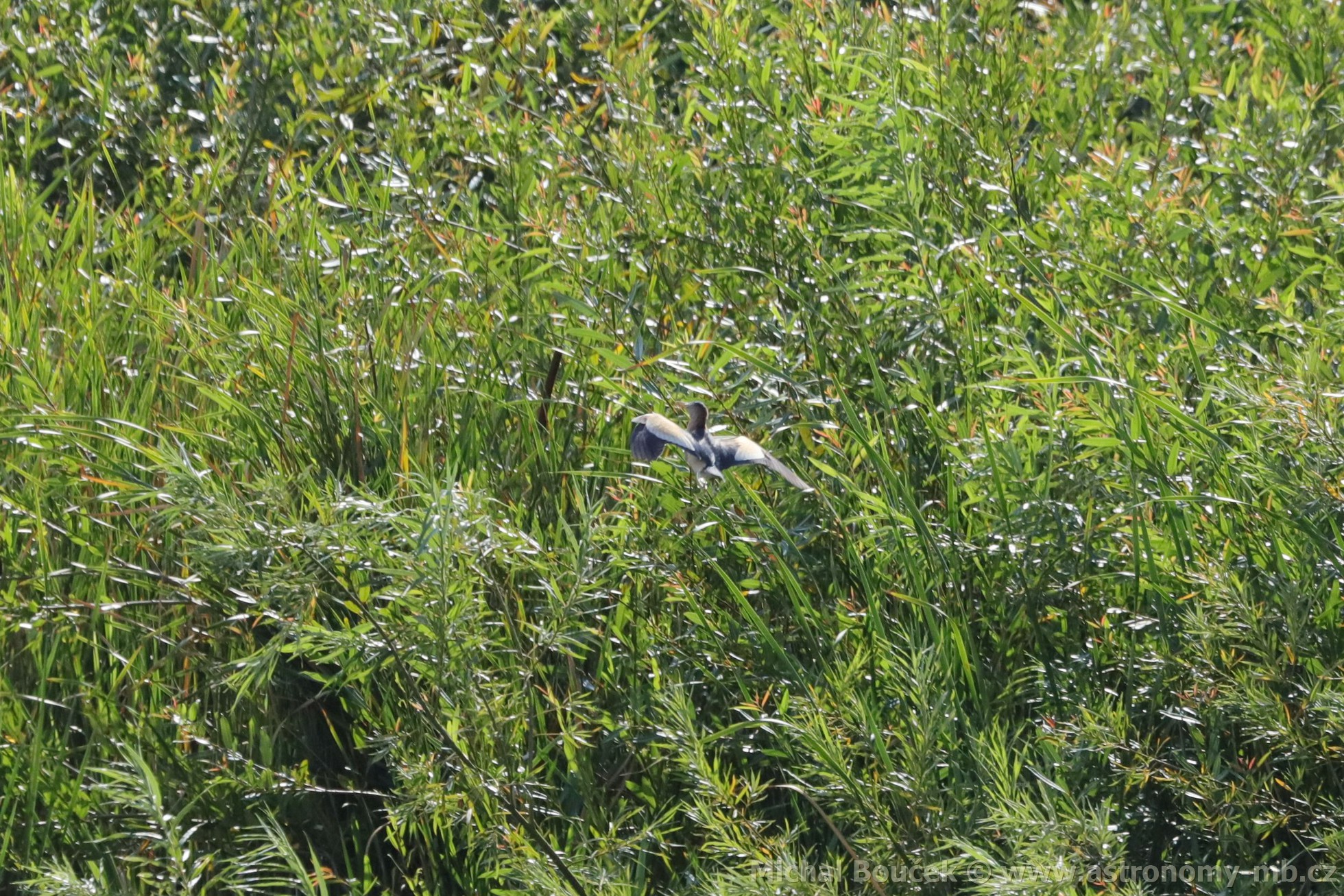 Bukáek malý (Ixobrychus minutus)