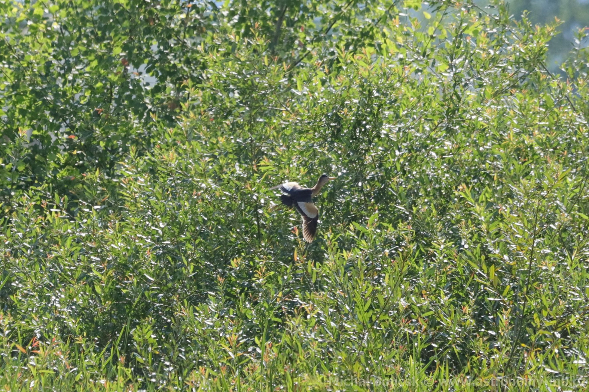 Bukáek malý (Ixobrychus minutus)
