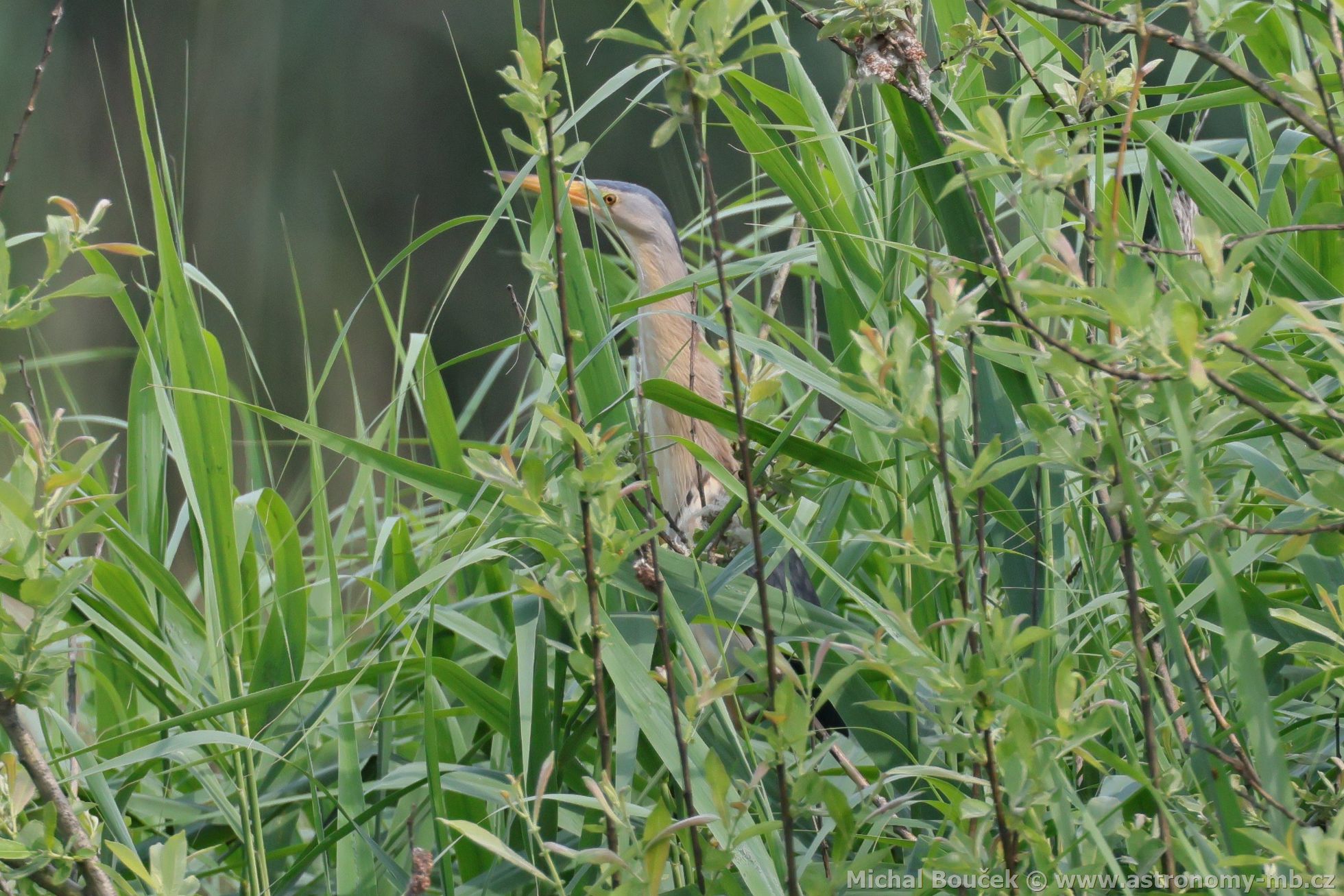 Bukáek malý (Ixobrychus minutus)