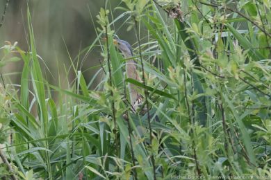 Buk&aacute;�ek mal&yacute; (Ixobrychus minutus)