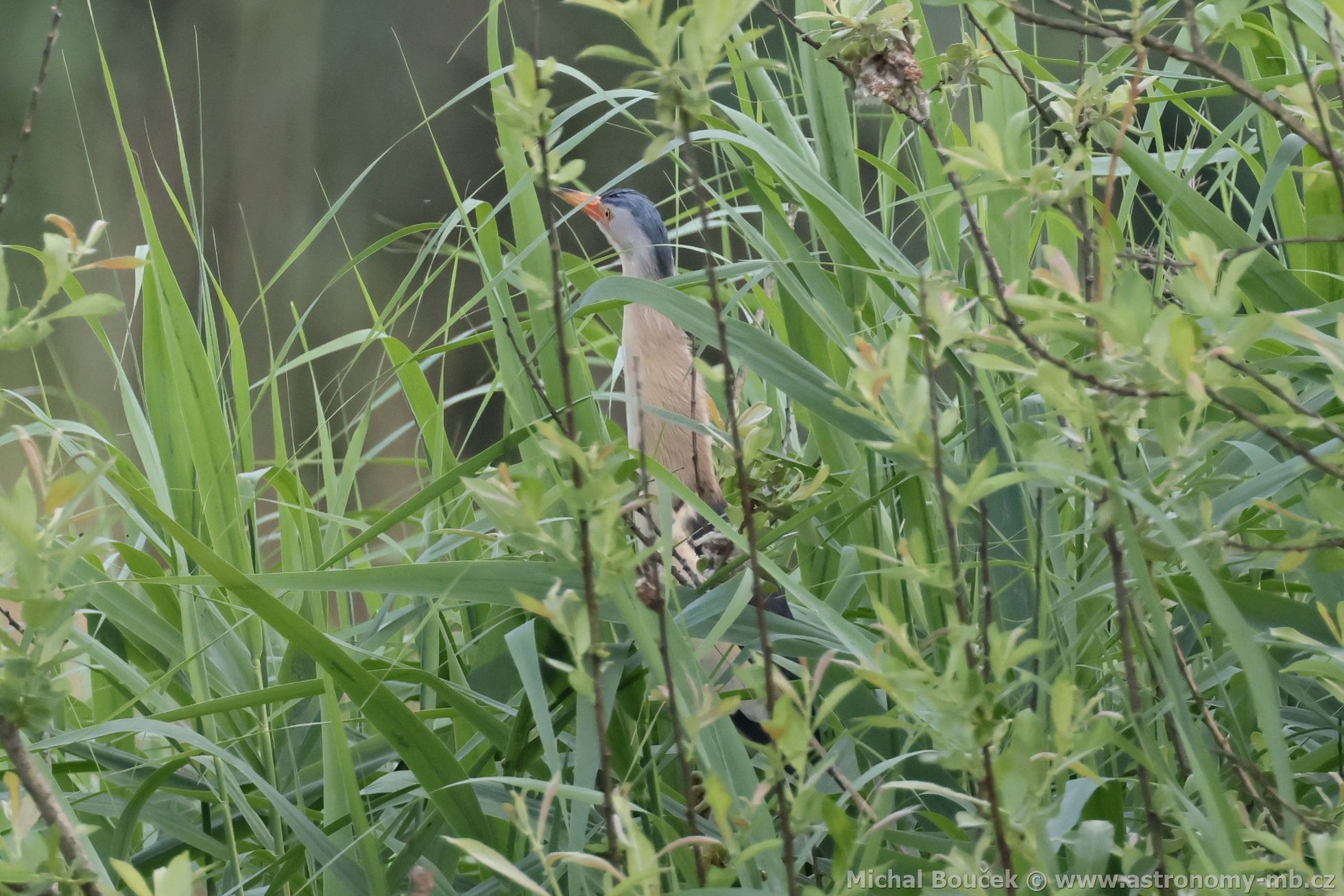 Bukáek malý (Ixobrychus minutus)