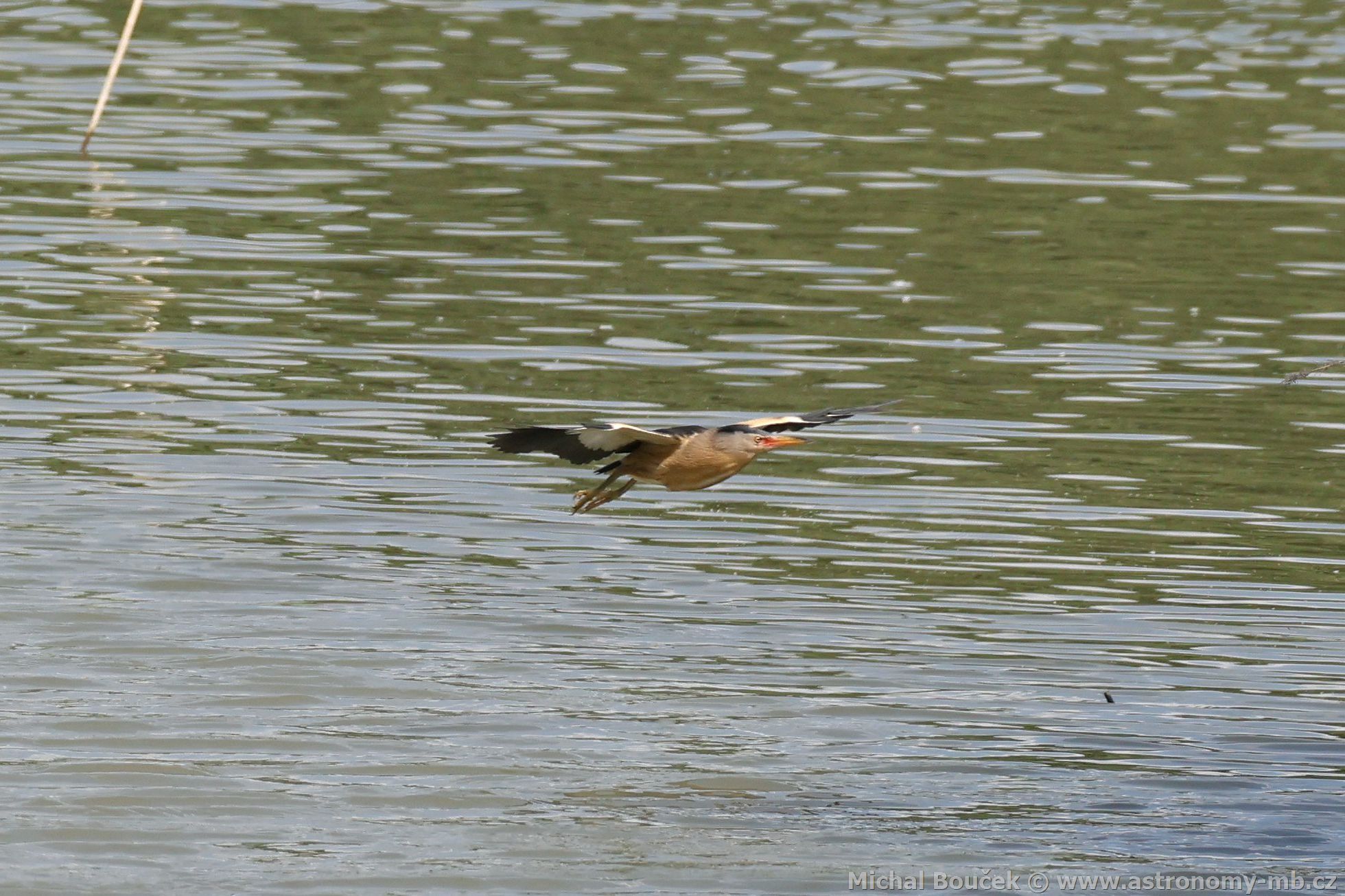Bukáek malý (Ixobrychus minutus)