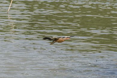 Buk&aacute;�ek mal&yacute; (Ixobrychus minutus)