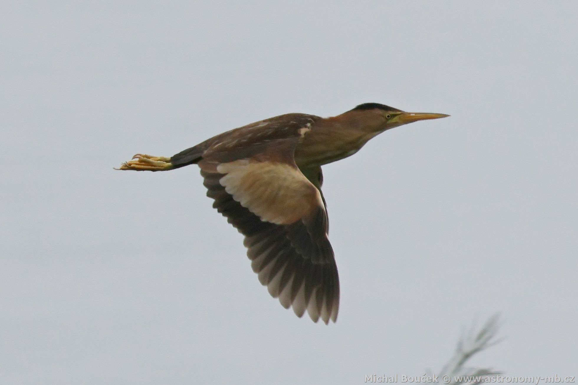 Bukáek malý (Ixobrychus minutus)