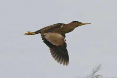 Buk&aacute;�ek mal&yacute; (Ixobrychus minutus)