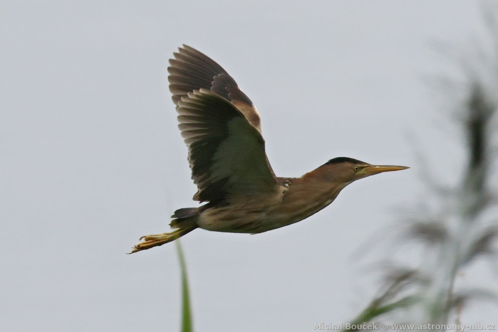 Bukáek malý (Ixobrychus minutus)