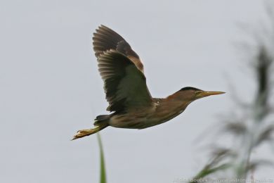 Buk&aacute;�ek mal&yacute; (Ixobrychus minutus)