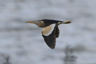 Buk&aacute;�ek mal&yacute; (Ixobrychus minutus)