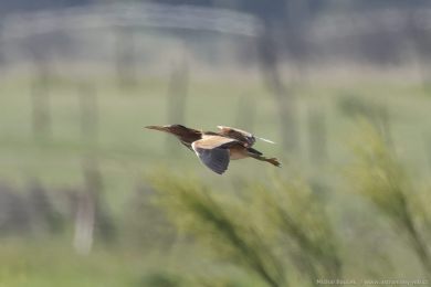 Buk&aacute;�ek mal&yacute; (Ixobrychus minutus)