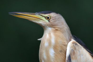 Buk&aacute;�ek mal&yacute; (Ixobrychus minutus)
