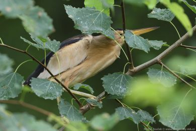 Buk&aacute;�ek mal&yacute; (Ixobrychus minutus)
