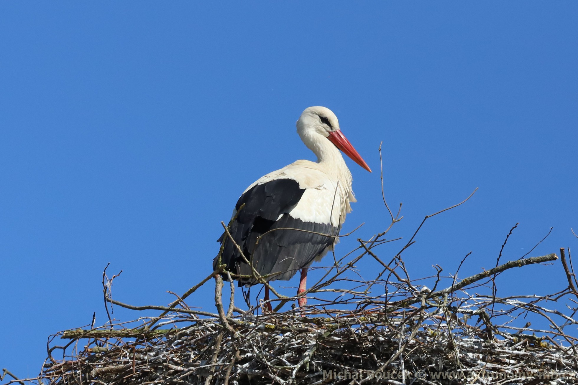 áp bílý (Ciconia ciconia)