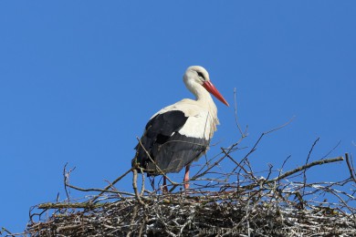Čáp bílý (Ciconia ciconia) Čáp bílý (Ciconia ciconia)