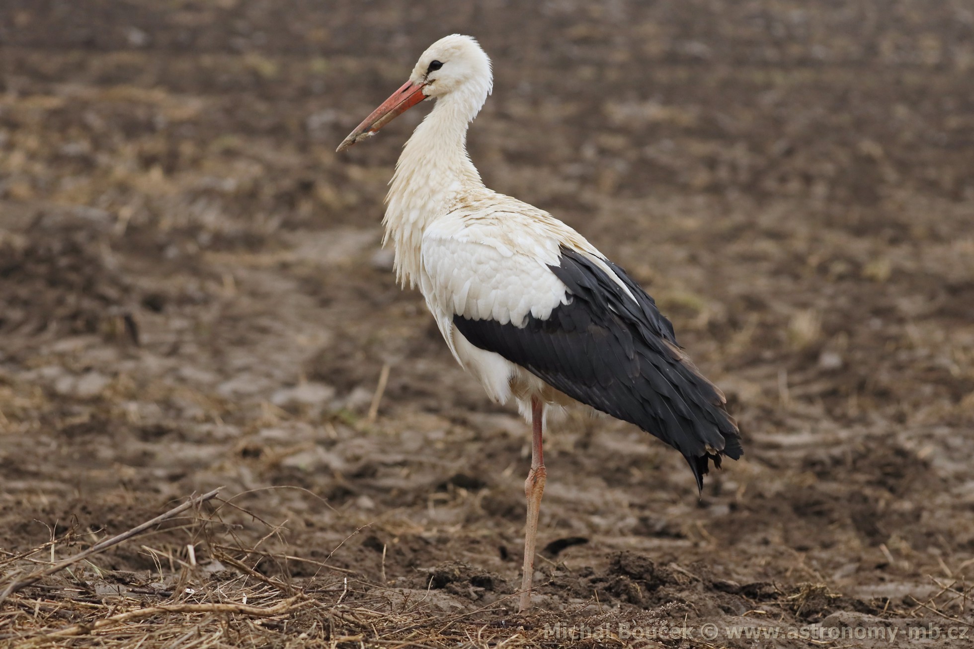 áp bílý (Ciconia ciconia)