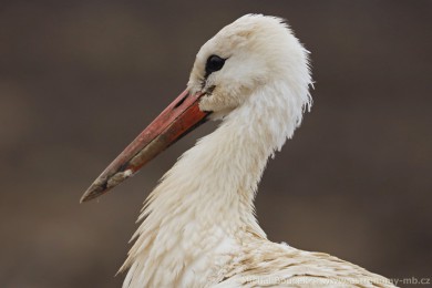 Čáp bílý (Ciconia ciconia) Čáp bílý (Ciconia ciconia)