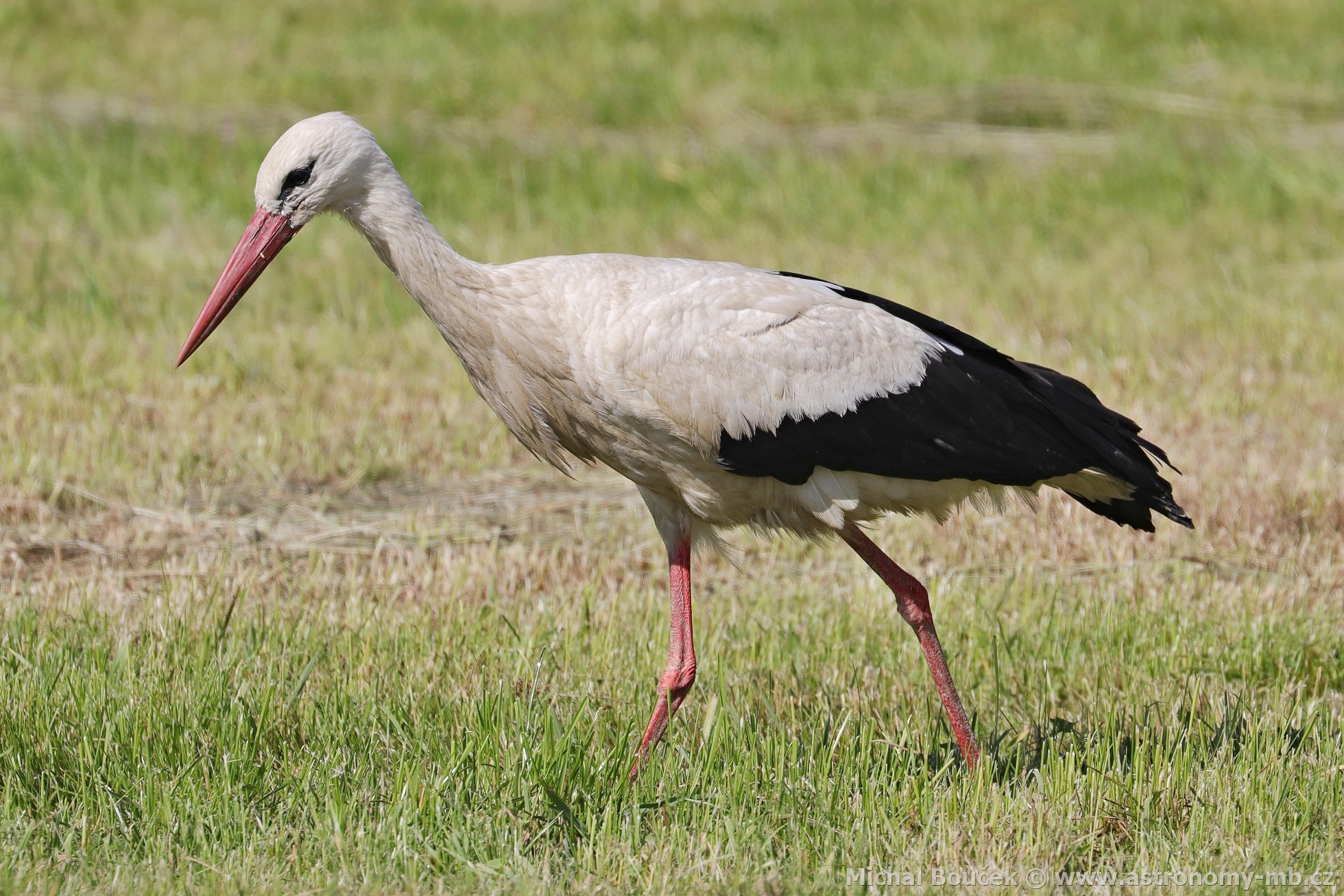 áp bílý (Ciconia ciconia)