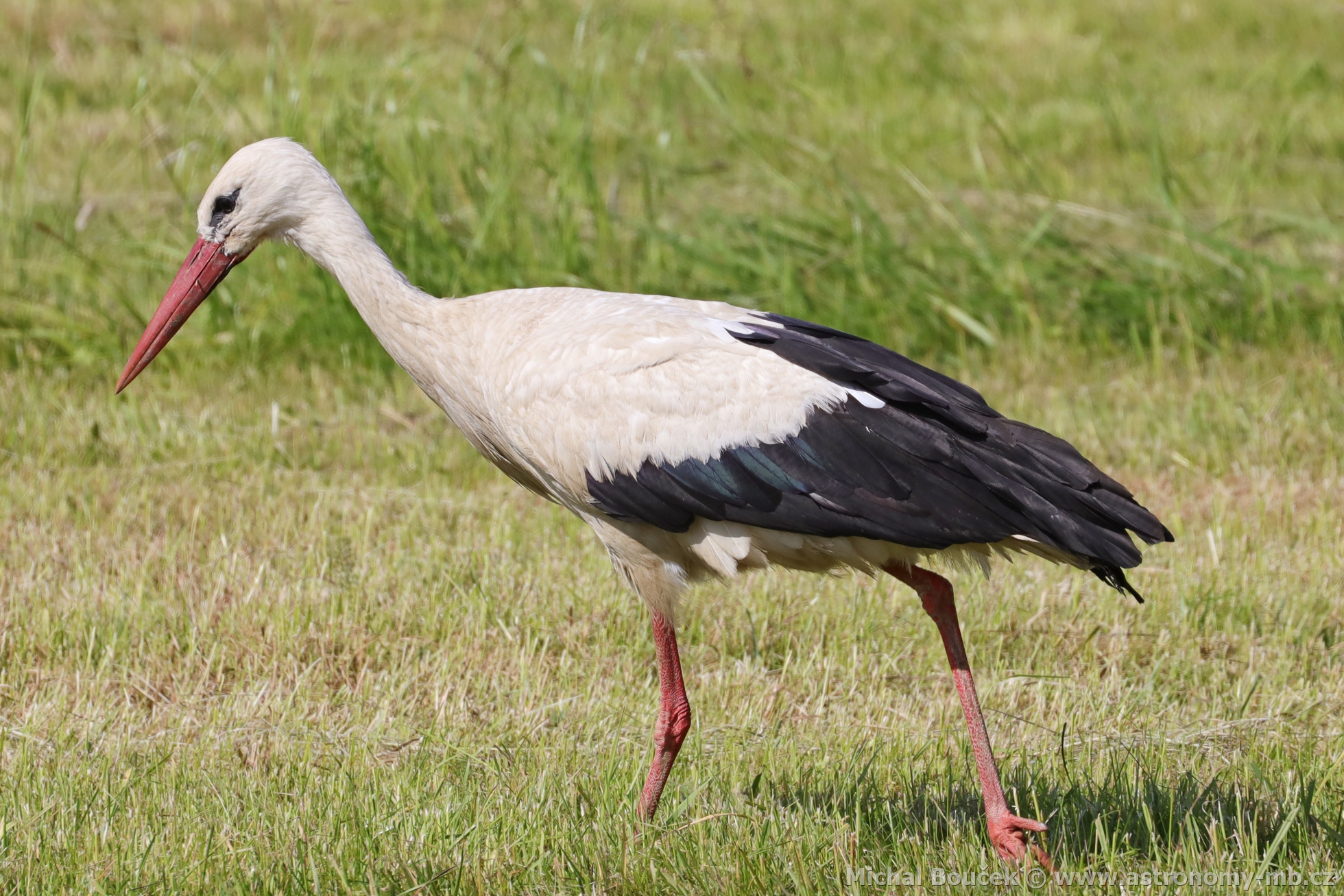 áp bílý (Ciconia ciconia)