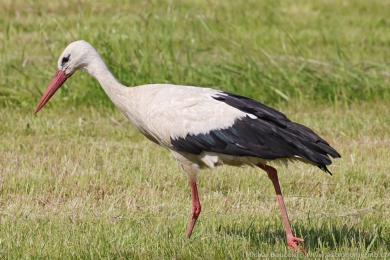 Čáp bílý (Ciconia ciconia) Čáp bílý (Ciconia ciconia)