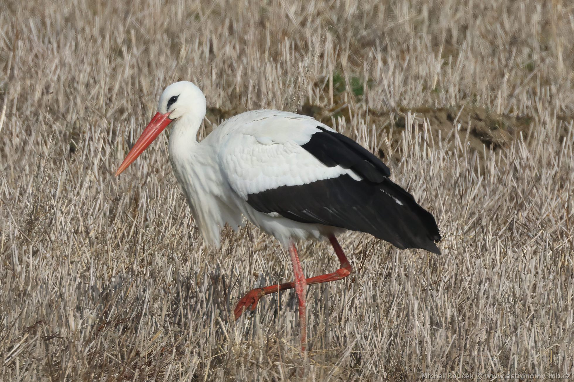 áp bílý (Ciconia ciconia)