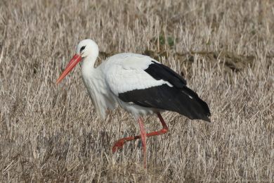 Čáp bílý (Ciconia ciconia) Čáp bílý (Ciconia ciconia)