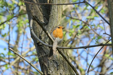 �ervenka obecn&aacute; (Erithacus rubecula)