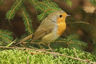�ervenka obecn&aacute; (Erithacus rubecula)