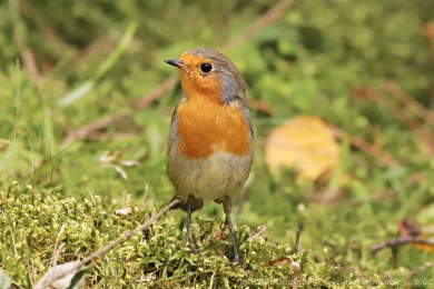�ervenka obecn&aacute; (Erithacus rubecula)