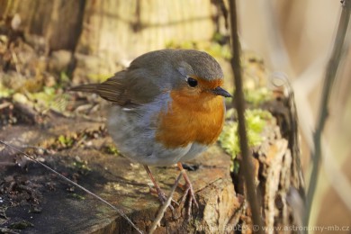 �ervenka obecn&aacute; (Erithacus rubecula)