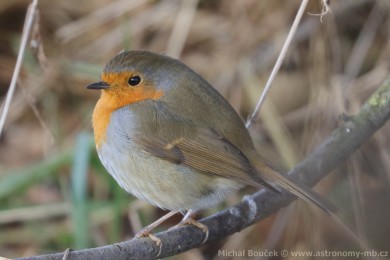 �ervenka obecn&aacute; (Erithacus rubecula)