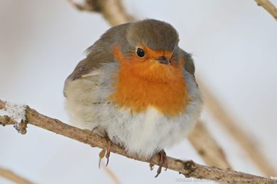 �ervenka obecn&aacute; (Erithacus rubecula)