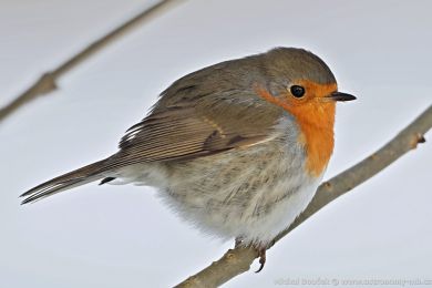 �ervenka obecn&aacute; (Erithacus rubecula)