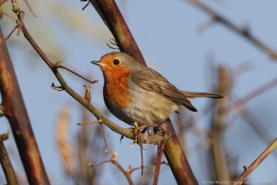 �ervenka obecn&aacute; (Erithacus rubecula)
