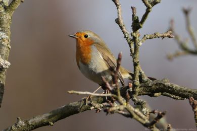 �ervenka obecn&aacute; (Erithacus rubecula)