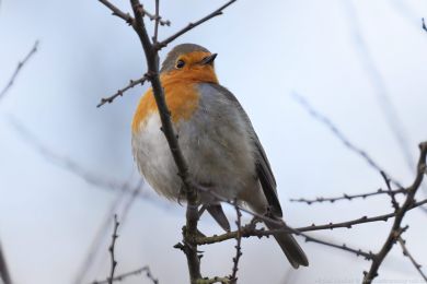 �ervenka obecn&aacute; (Erithacus rubecula)