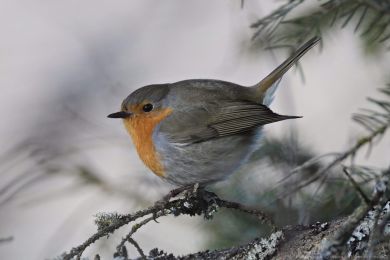 �ervenka obecn&aacute; (Erithacus rubecula)