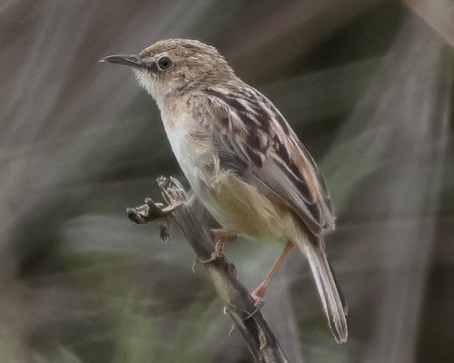 Cistovník rákosníkový (Cisticola juncidis)