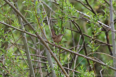Cvr�ilka slav&iacute;kov&aacute; (Locustella luscinioides)
