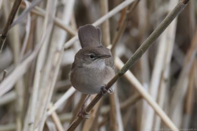 Cvr�ilka slav&iacute;kov&aacute; (Locustella luscinioides)