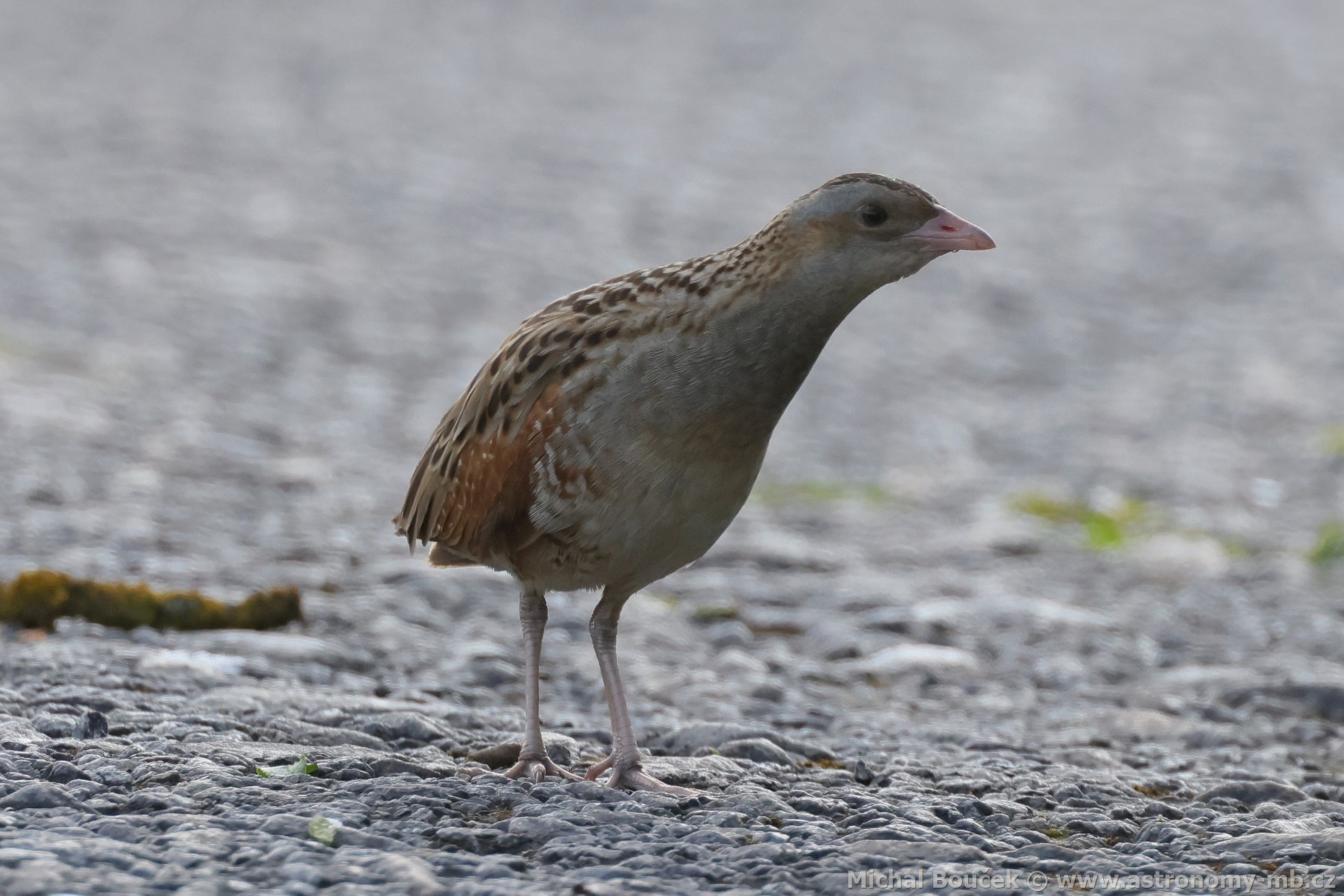 Chástal polní (Crex crex)