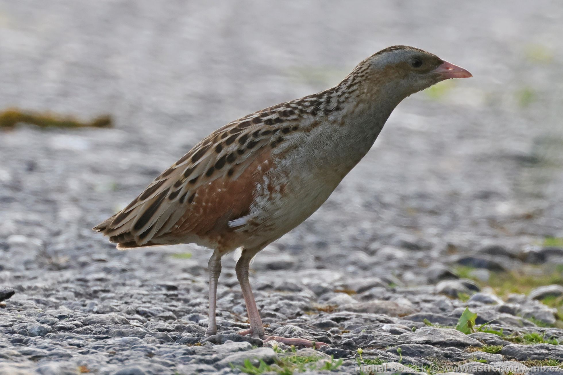Chástal polní (Crex crex)