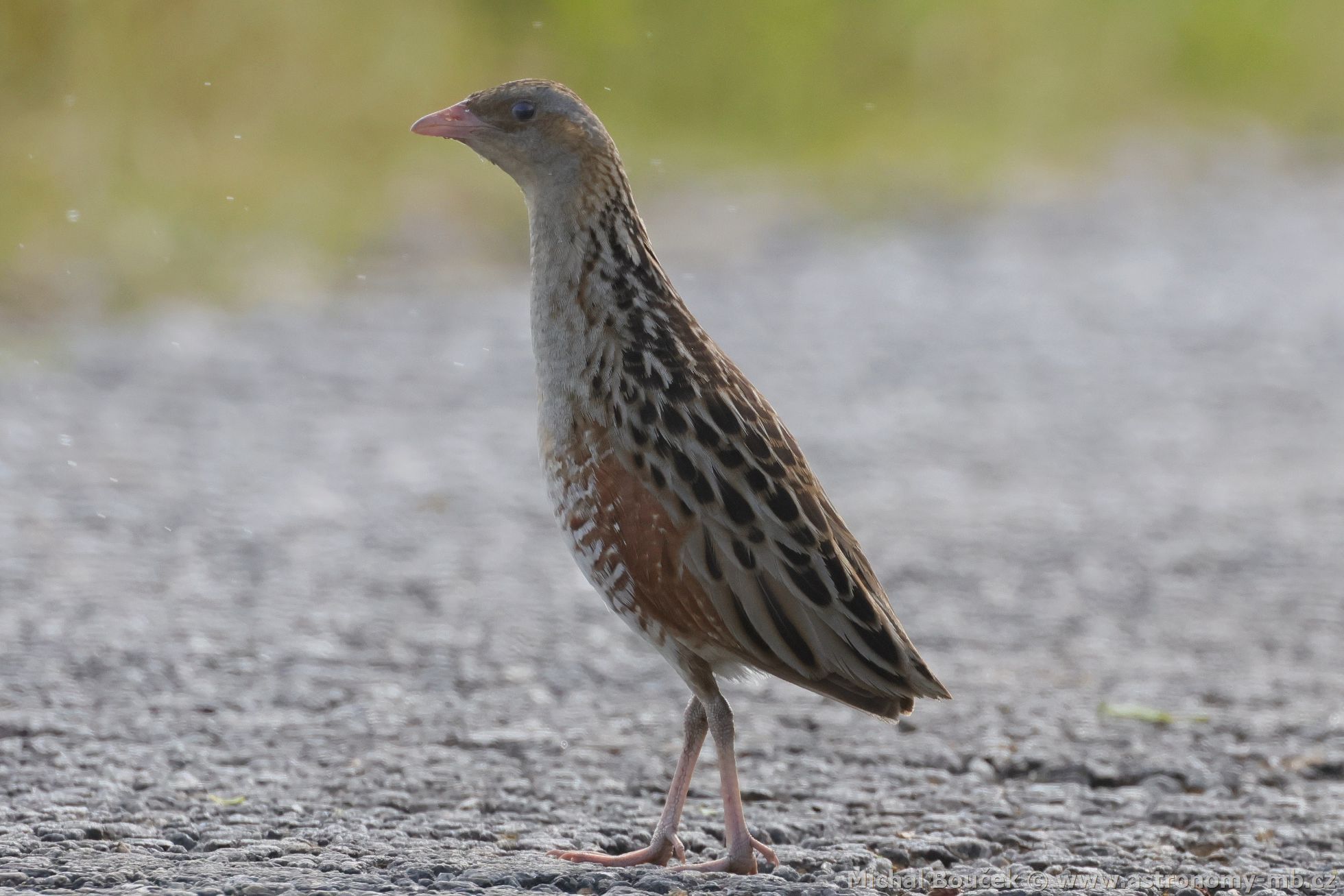 Chástal polní (Crex crex)