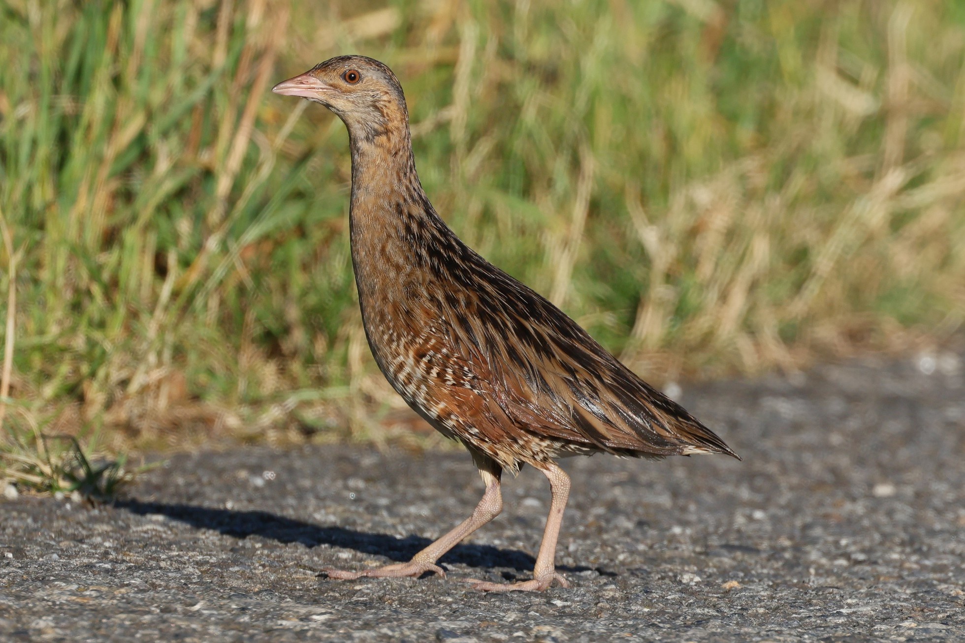 Chástal polní (Crex crex)