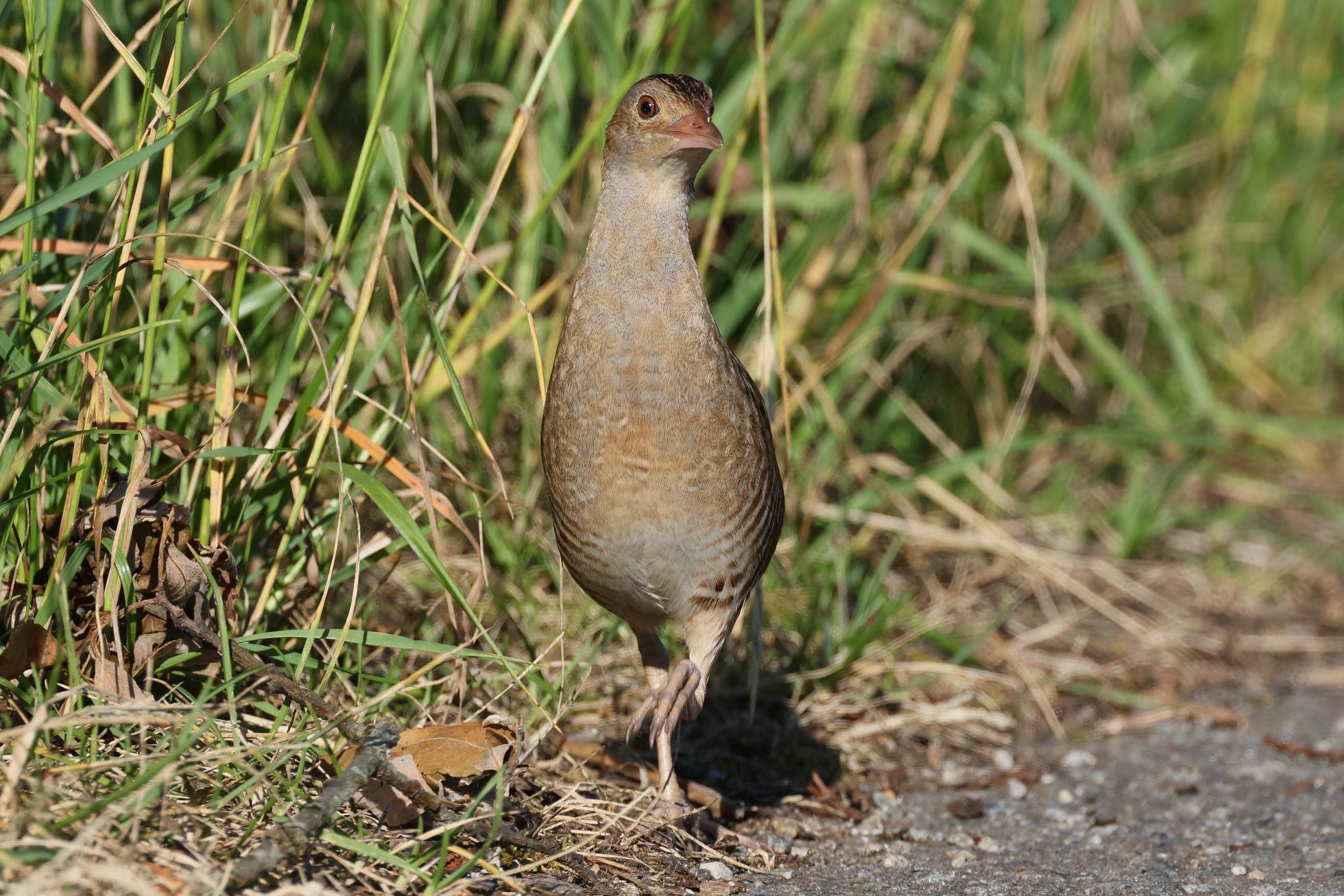 Chástal polní (Crex crex)
