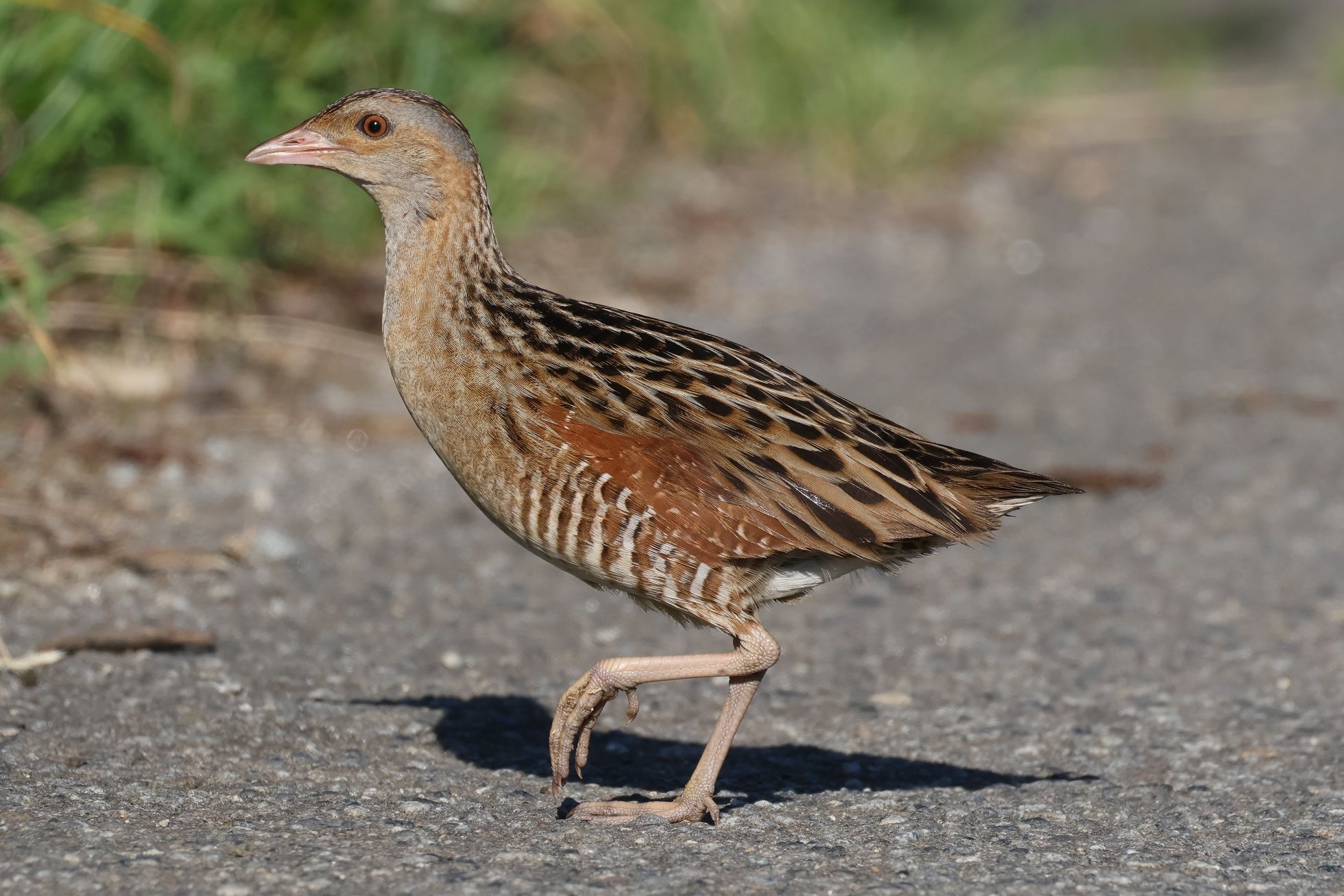 Chástal polní (Crex crex)