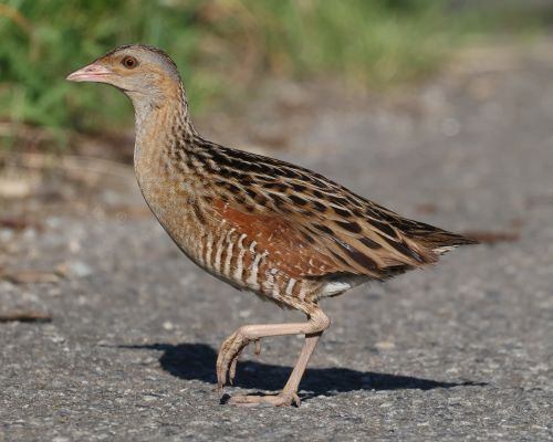 Chástal polní (Crex crex)